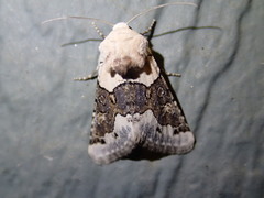 Triocnemis saporis