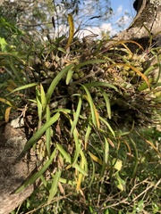 Polystachya ottoniana