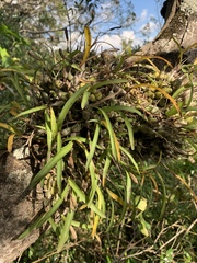 Polystachya ottoniana