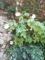 Hydrangea quercifolia