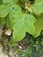 Hydrangea quercifolia