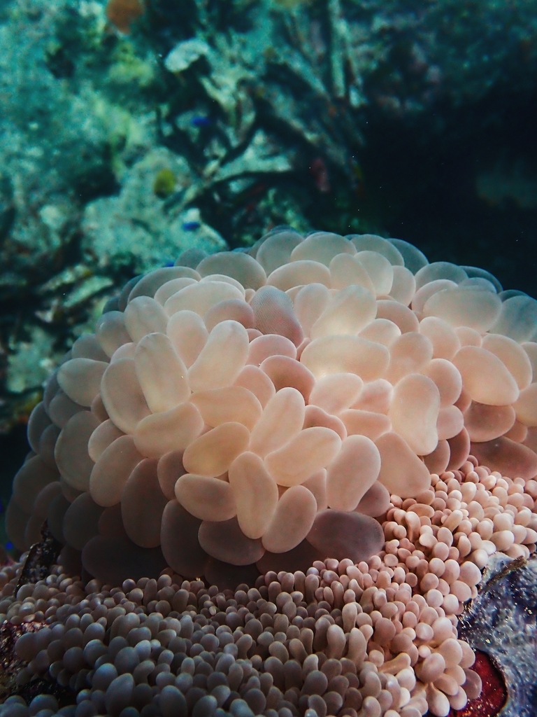 Photo of Bubble coral (Plerogyra sinuosa)