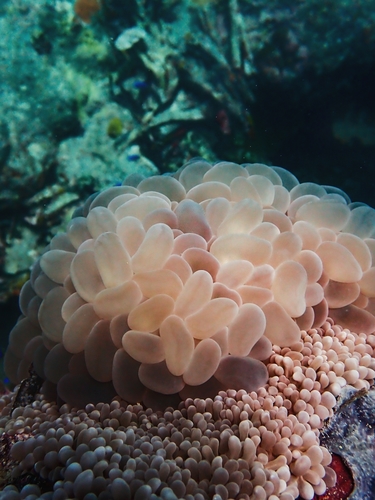 Bubble Coral