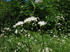 Valeriana officinalis
