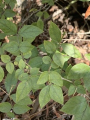 Jasminum streptopus