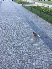 Columba livia domestica