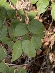 Jasminum streptopus