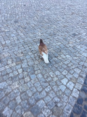 Columba livia domestica