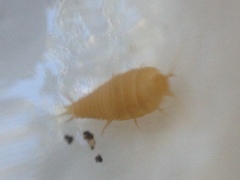 Atelurinae