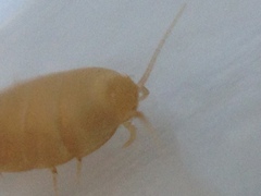 Atelurinae