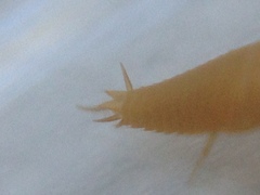 Atelurinae