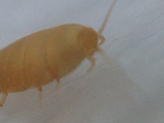 Atelurinae