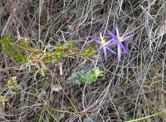 Calectasia intermedia