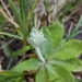 Primula incana - Photo (c) Sarah Vinge-Mazer, μερικά δικαιώματα διατηρούνται (CC BY-NC-SA)