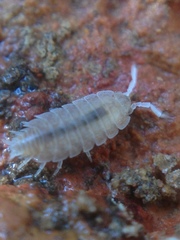 Platyarthridae