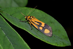 Boadicea flavimacula