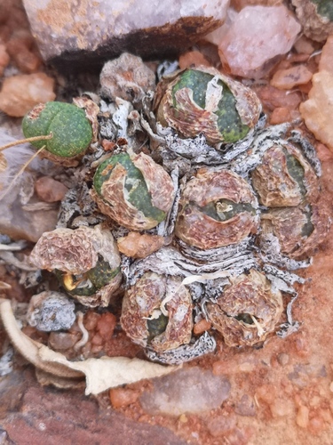 Conophytum vanheerdei