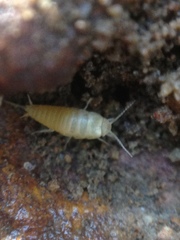 Atelurinae