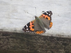 Vanessa indica indica