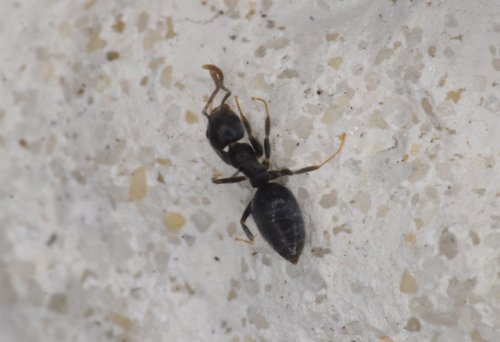 Difficult White-footed Ant photo 6