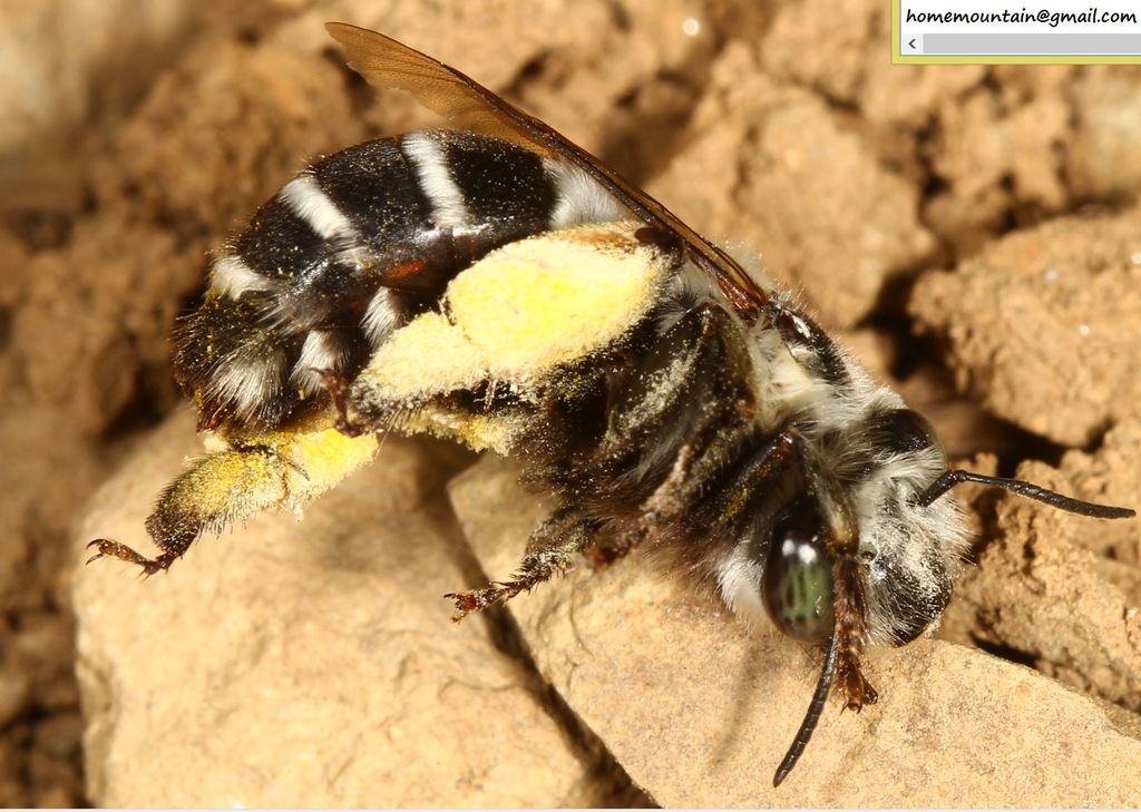 Anthophora robbi