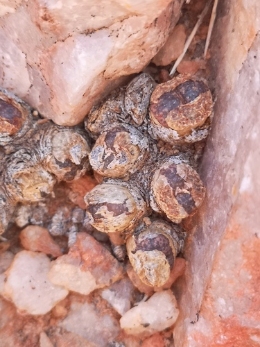 Conophytum lithopsoides