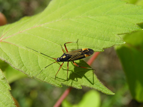 Nuostabioji žolblakė