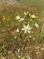 Toxicoscordion fontanum