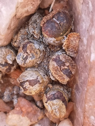 Conophytum lithopsoides