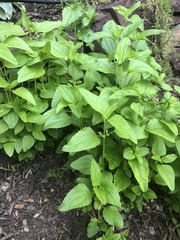 Conoclinium coelestinum