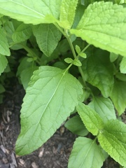 Conoclinium coelestinum