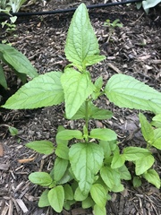 Conoclinium coelestinum