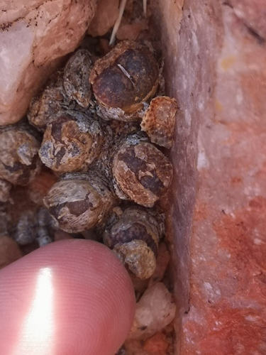 Conophytum lithopsoides