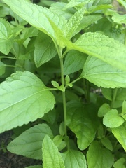 Conoclinium coelestinum