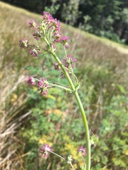 Thalictrum fendleri polycarpum