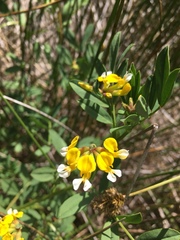 Hosackia pinnata