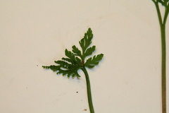 Botrychium angustisegmentum