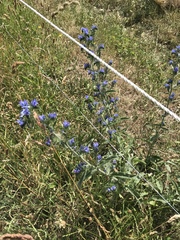 Echium vulgare