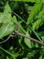 Oxyopes lineatus