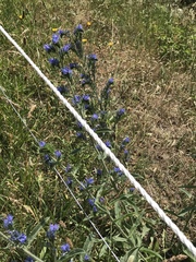 Echium vulgare