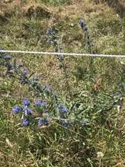 Echium vulgare