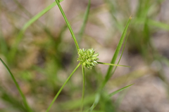 Cyperus lupulinus macilentus