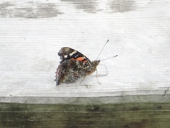 Vanessa indica indica