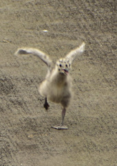 Larus argentatus