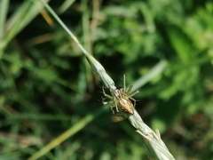 Oxyopes lineatus