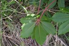 Aesculus pavia pavia