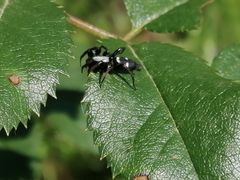 Aphantaulax trifasciata