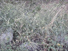 Rumex induratus