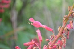 Aesculus pavia pavia