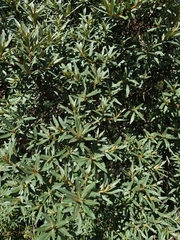 Hippophae rhamnoides